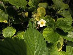 -万源龙顺度假庄园生态观光园