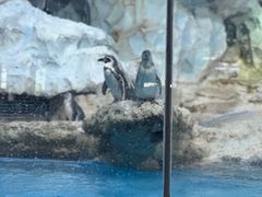 -帝企鹅自助餐厅•儿童岛•真企鹅(长隆企鹅酒店)