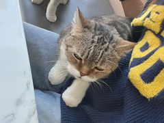 -喵园·猫主题咖啡厅·撸猫·猫咖(国贸店)