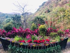 -梧桐山风景名胜区