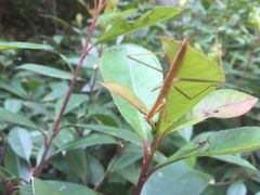 -磐安舞龙峡景区