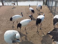 -盐城丹顶鹤湿地生态旅游区