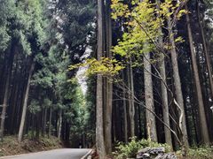 -山王坪喀斯特国家生态公园