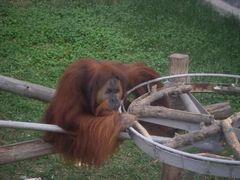 -西霞口神雕山野生动物世界