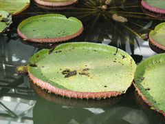 -国家植物园南园