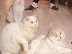 -猫和宫(六道口店)
