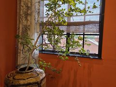 -滇野云南野生菌餐厅(陕西南路店)