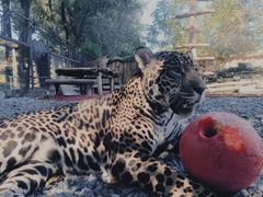 -北京野生动物园