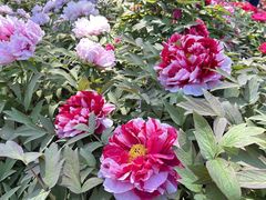 -莲花池公园