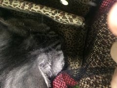 -瑞派宠物医院·24h·骨外科·皮肤科·全科宠物医疗转诊中心(沈阳浑南院)