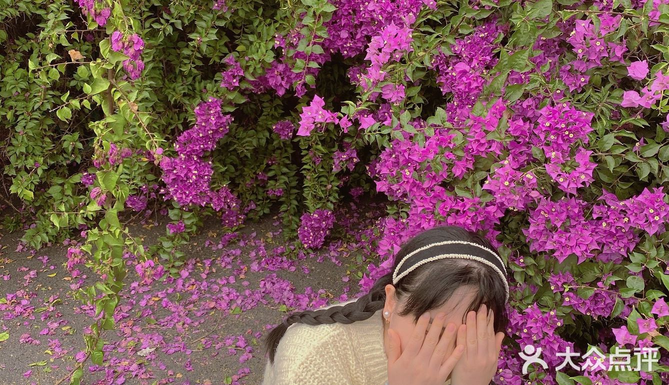 小区门口惊现🌺三角梅“瀑布”墙