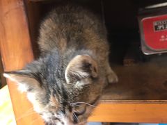 -金鼎雪山牦牛杂火锅(理县总店)