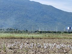 -林旺社区水果市场