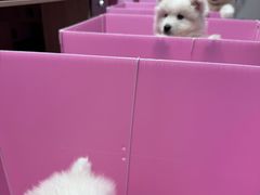 -翊宠yipet猫狗购宠庄园犬舍•猫舍