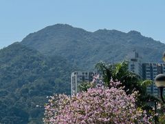 -美心皇宫(沙田大会堂店)