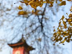 -四川大学(华西校区)