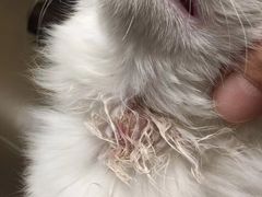 -芭比堂动物医院广州顽皮分院