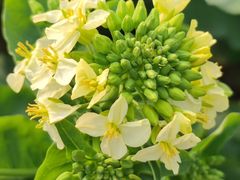 -中国天府农业博览园