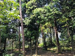 -铁山坪森林公园