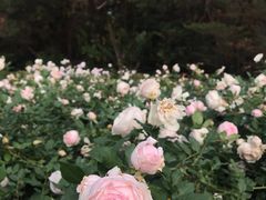 -人民公园(罗湖区)