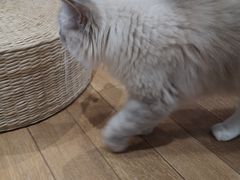 -瞄一喵猫咖(格力海岸店)