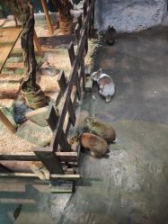 -Zoolung Zoolung动物主题公园(海信广场店)