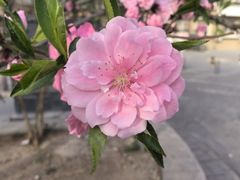 -雁滩白记·兰州牛肉面
