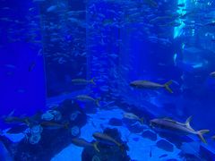 -成都浩海立方海洋公园