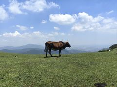 -大姆山草场