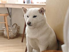 -柴の食堂·日式家庭料理·熊之肆(大学路店)