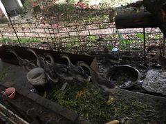 -竹泉农庄·竹筒饭(从化店)