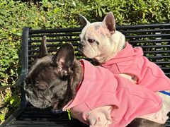 -帕帕拉兹宠物(亚洲旗舰店)