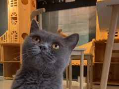 -豆逗聊愈猫阁Easy Life