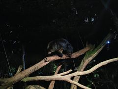 -夜间野生动物园