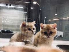 -飞行喵MR PILOT|猫舍·猫咖(静安大融城店)
