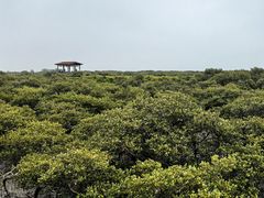 -北海金海湾红树林生态旅游区