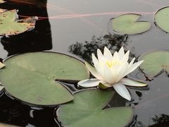 -武清南湖绿博园