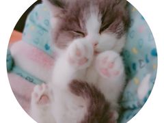 -喵zoo家庭繁育猫舍(尖东智能花园店)