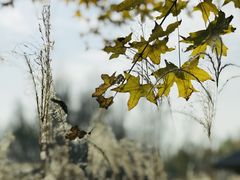 -野鸭湖国家湿地公园