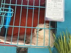 住院中休息的17-菲丽丝宠物医院·24小时·猫科中心·免疫点(淮海分院)