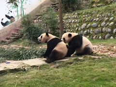 -中国大熊猫保护研究中心雅安碧峰峡基地