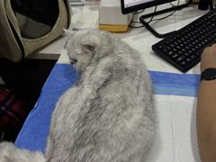 -pd派德宠物中心医院24H急重症·眼科中心·血液透析中心(嵩山北路店)