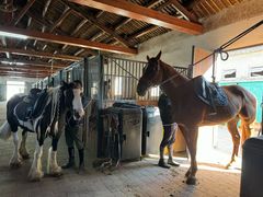 -北京群众马术培训基地