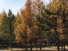 -塞罕坝国家级自然保护区