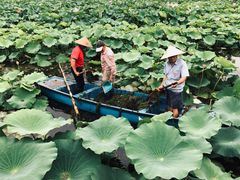 -荷塘月色湿地公园·向阳花洲