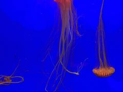 -上海海洋水族馆