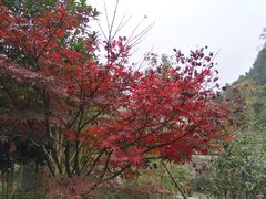 -红峡谷