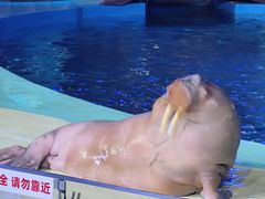 -海合安青岛极地海洋公园