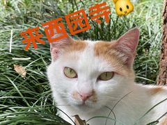 -西园戒幢律寺