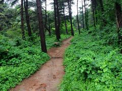 -鲁山国家森林公园